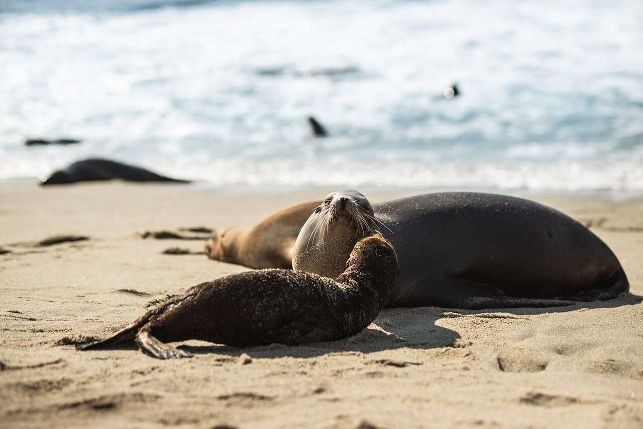 seals