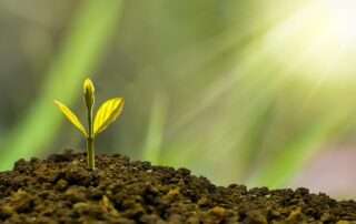 Seedling