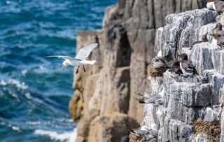 Kittiwakes