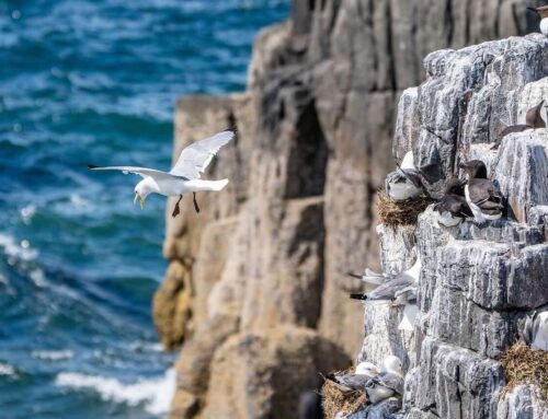 What two years of turbine monitoring tells us about seabirds and offshore wind